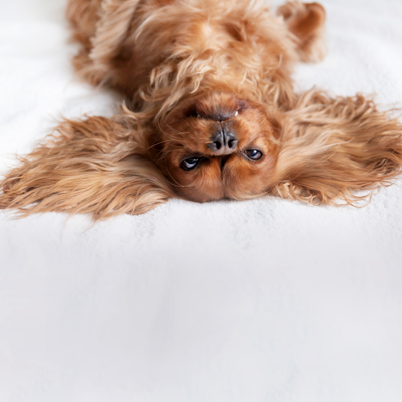 Why Do Dogs Sleep On Their Backs? Dog Behaviour Explained